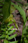 Greater yellow lady's slipper